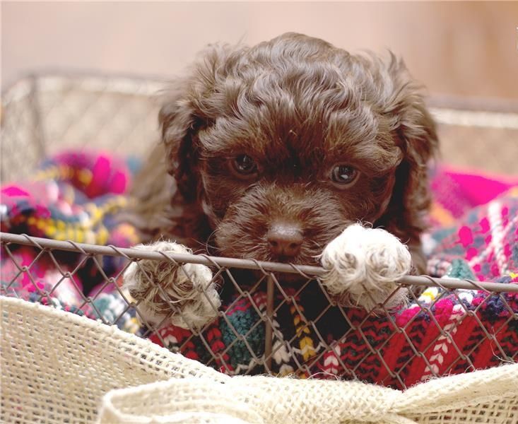 Zauberhafte Bolonka Zwetna Welpen mit Ahnentafel Zauberhafte Bolonka Zwetna Welpen mit Ahnentafel