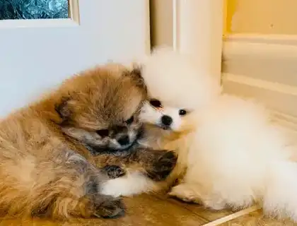 Pomeranian Welpen für neues Zuhause