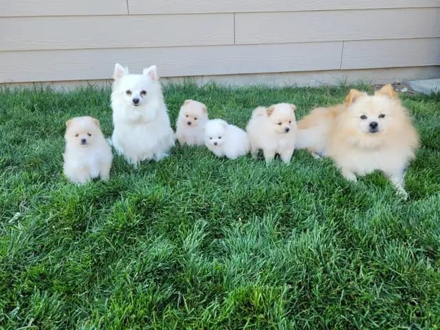 Pomeranian Welpen für neues Zuhause