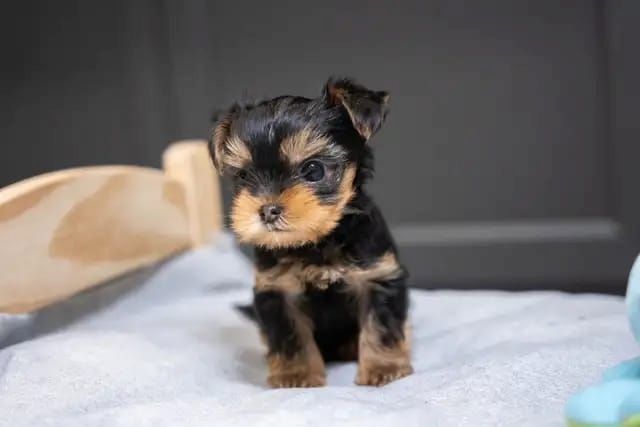Yorkie-Welpen bereit zu gehen