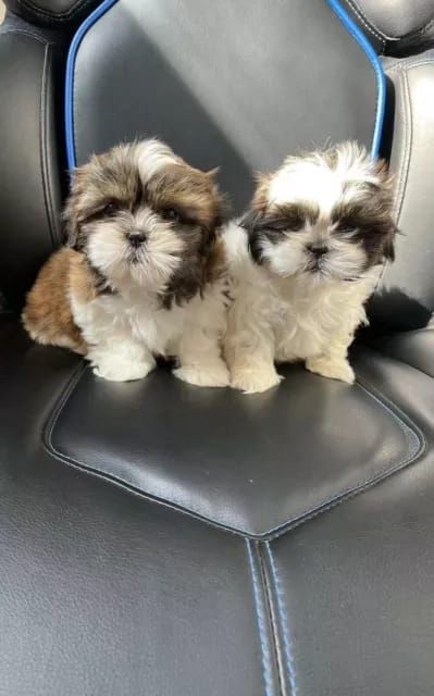 Shih Tzu Welpen