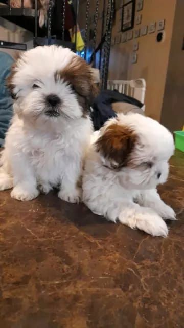 Shih Tzu Welpen