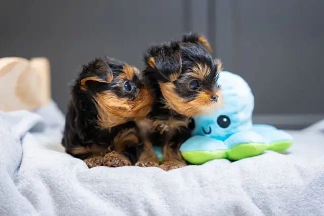 Reinrassige Yorkie-Welpen