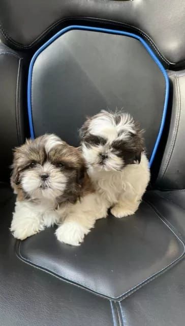 Shih Tzu Welpen (reinrassig)