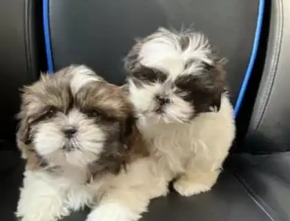 Shih Tzu Welpen (reinrassig)