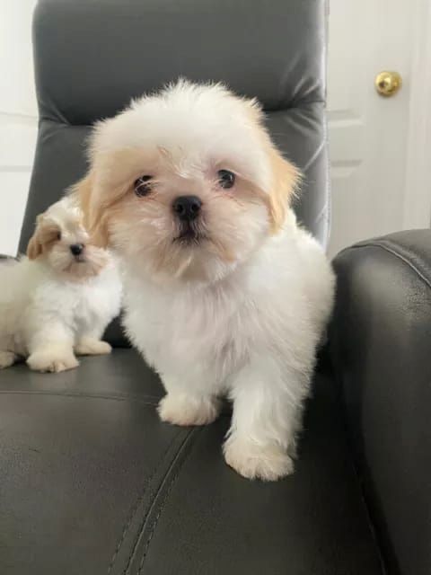 Shih Tzu Welpen (reinrassig)