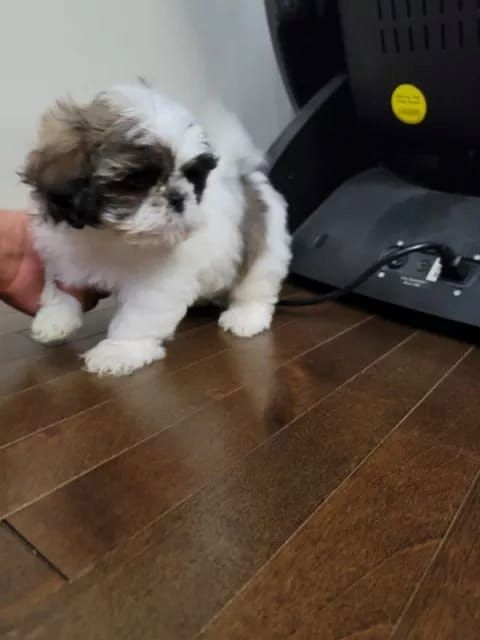 Shih Tzu Welpen (reinrassig)
