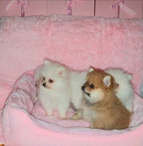 Schöne Pomeranian Welpen