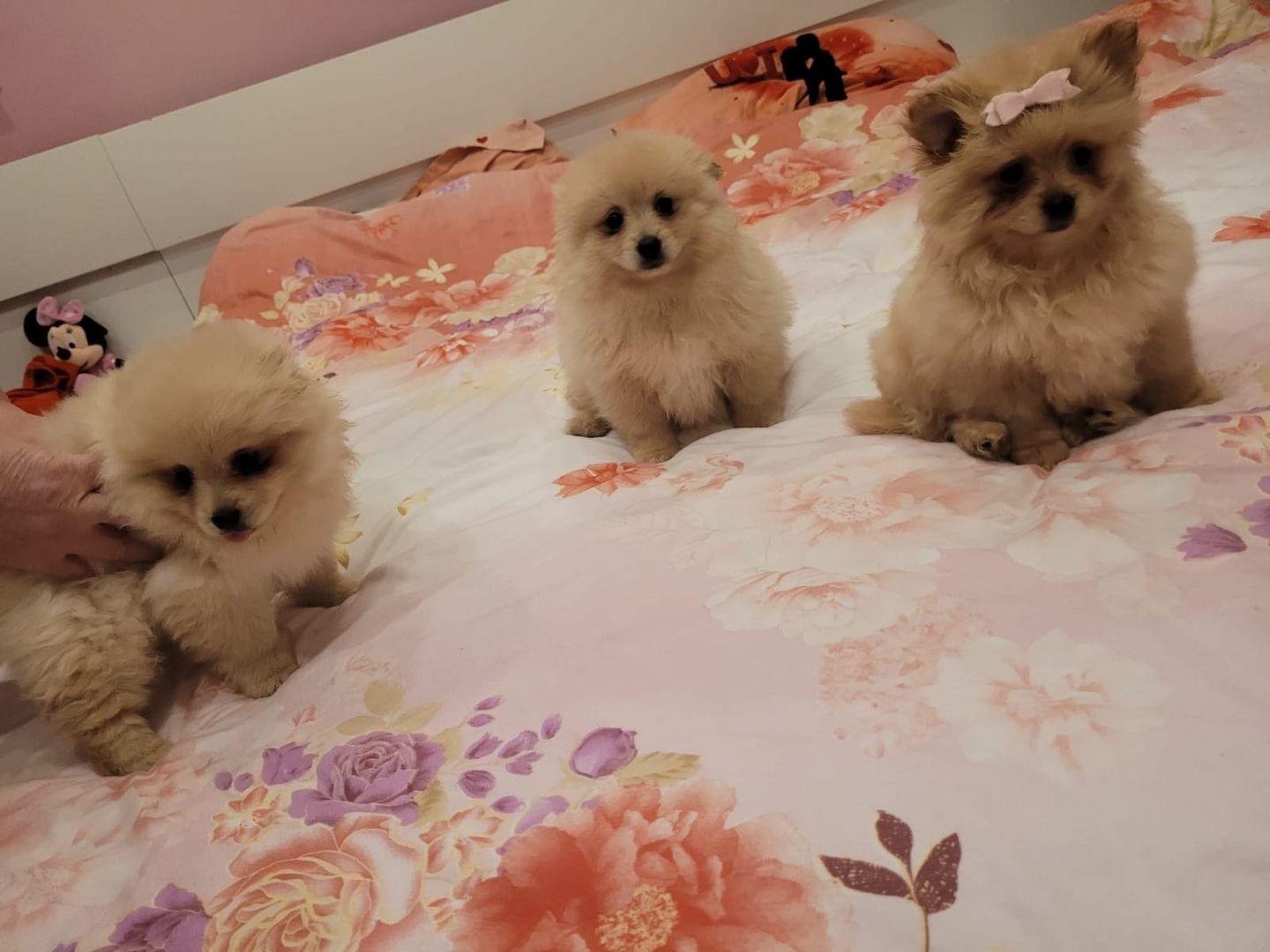 Schöne Pomeranian Welpen