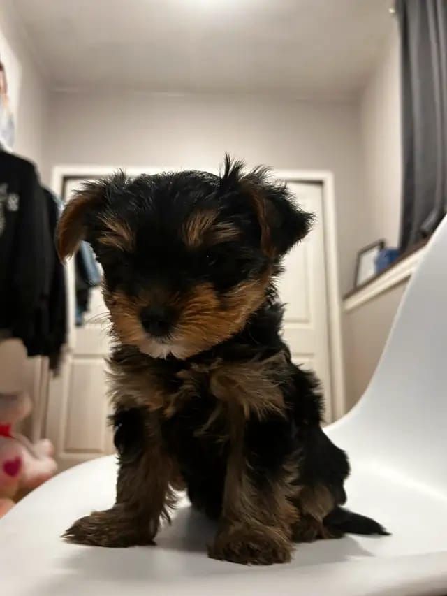 Entzückende Yorkie-Welpen