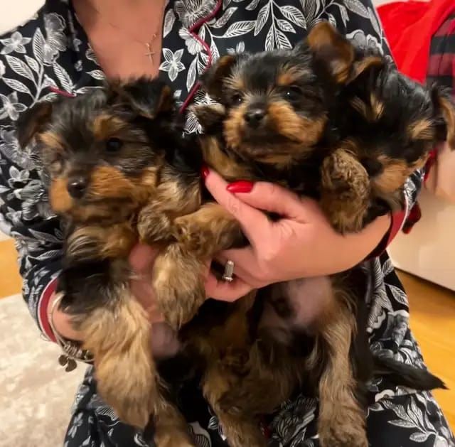 Entzückende Yorkie-Welpen