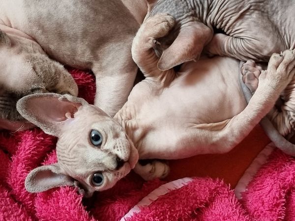 Sphynx-Kätzchen