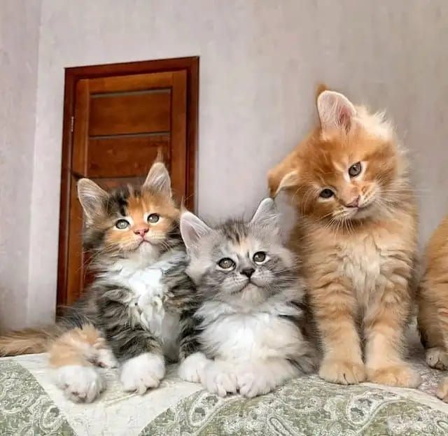 Maine-Coon-Kätzchen