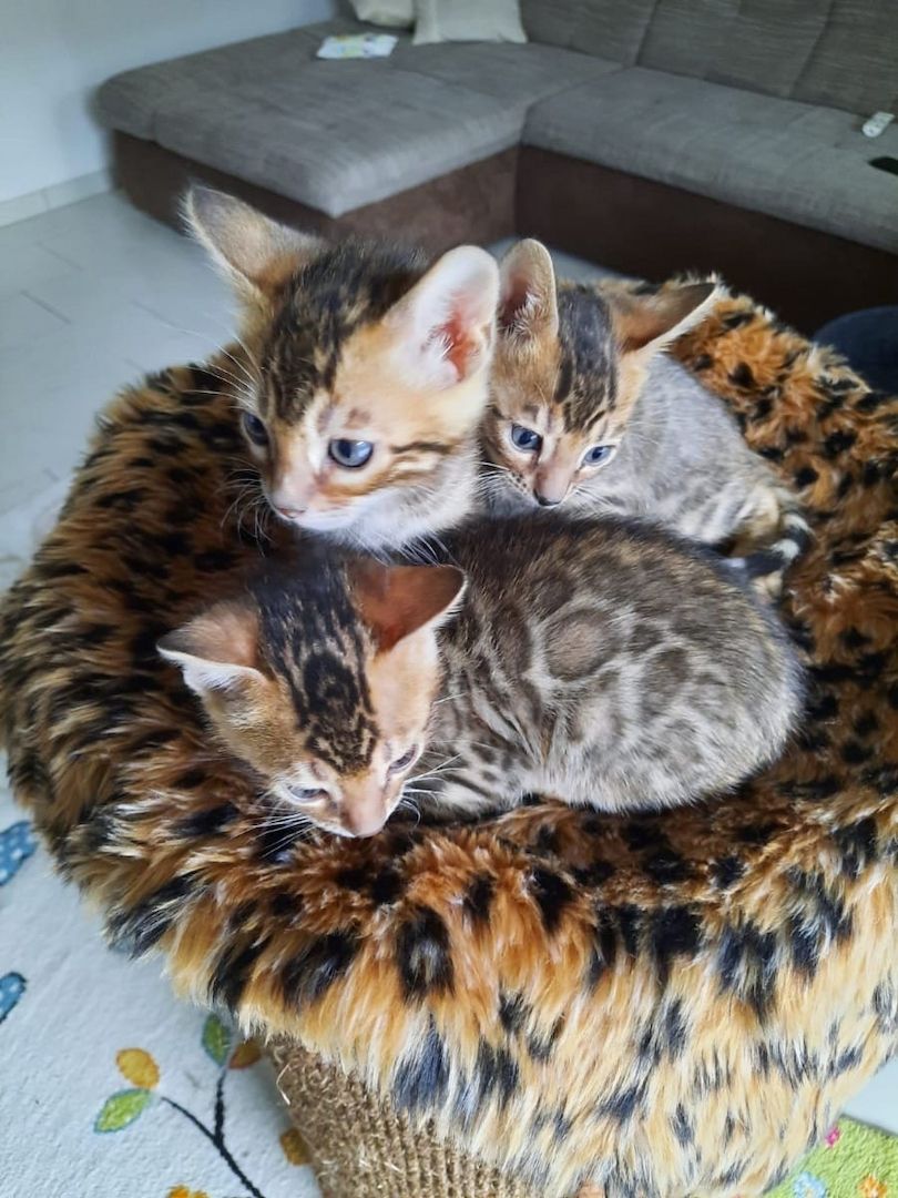 Atemberaubende Bengal-Kätzchen