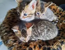 Atemberaubende Bengal-Kätzchen