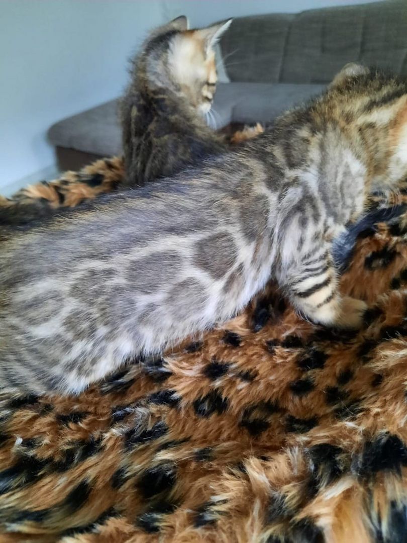 Atemberaubende Bengal-Kätzchen