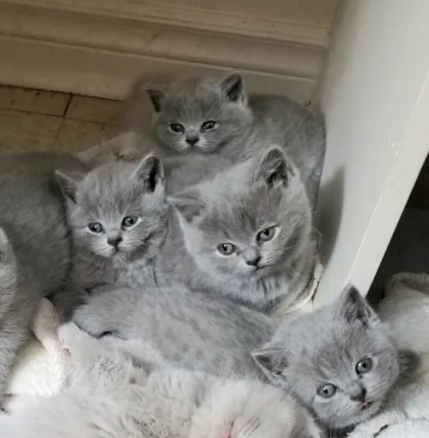 Britisch Kurzhaar-Kätzchen