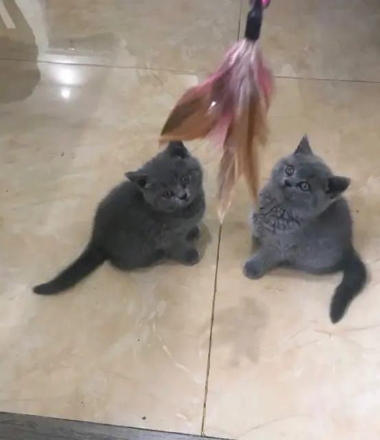 Britisch Kurzhaar-Kätzchen