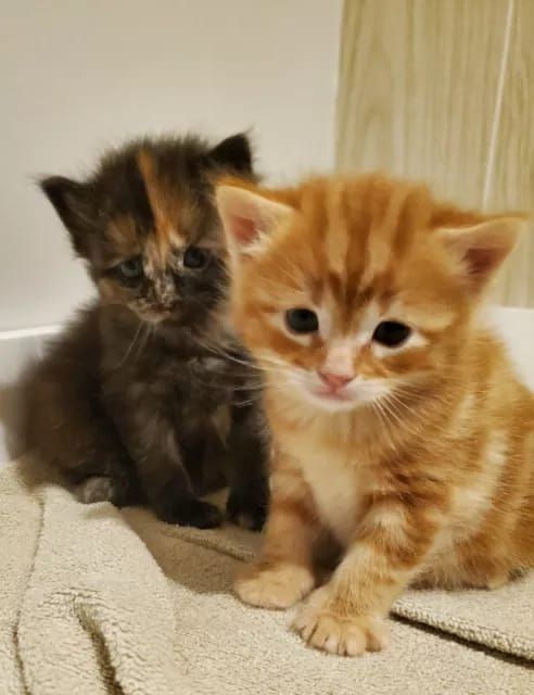 Reinrassige Maine Coon Kätzchen zur Annahme