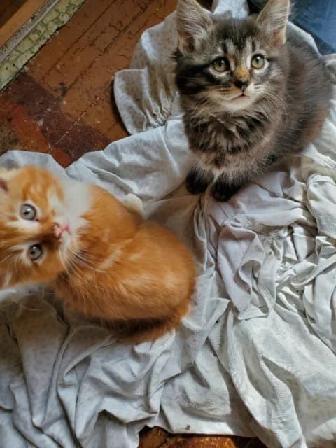 Reinrassige Maine Coon Kätzchen zur Annahme