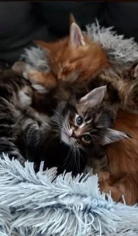 Reinrassige Maine Coon Kätzchen zur Annahme