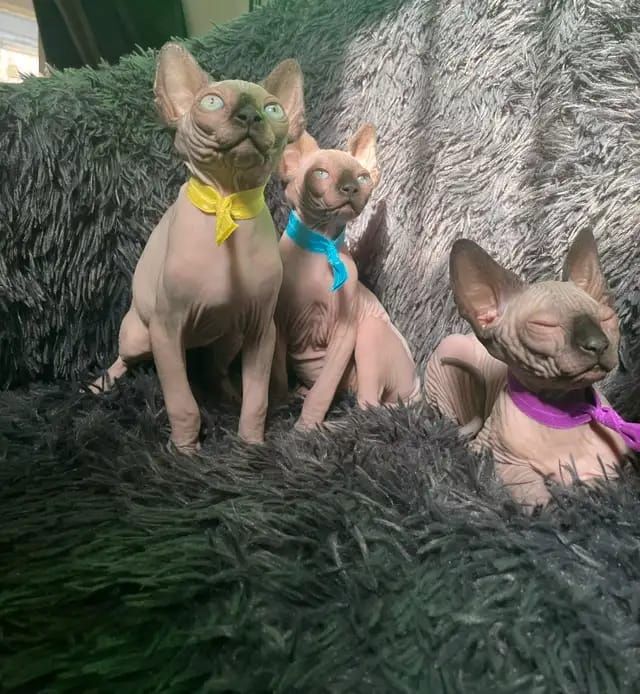 Reinrassige Sphynx-Kätzchen