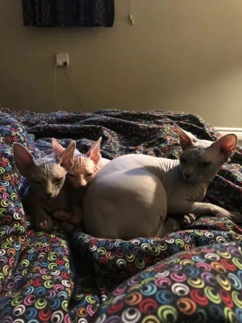 Reinrassige Sphynx-Kätzchen