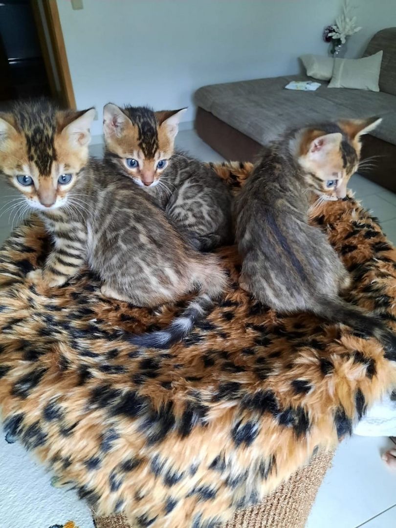 Schöne Bengal-Kätzchen Schöne Bengal-Kätzchen