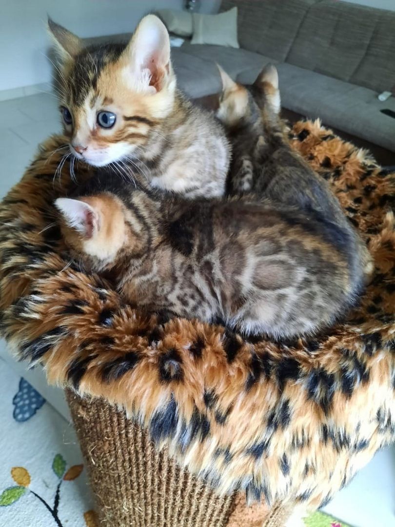 Schöne Bengal-Kätzchen Schöne Bengal-Kätzchen