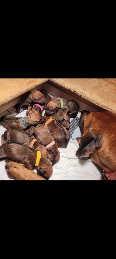 Rhodesian Ridgeback Welpen Rhodesian Ridgeback Welpen