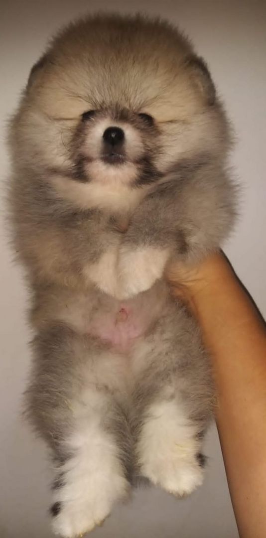 Pomeranian Zwergspitz  Welpen
