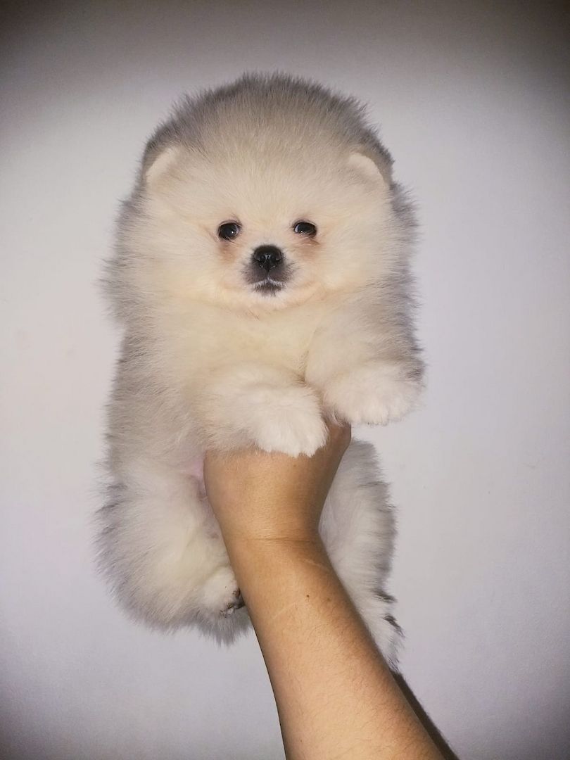 Pomeranian Zwergspitz  Welpen