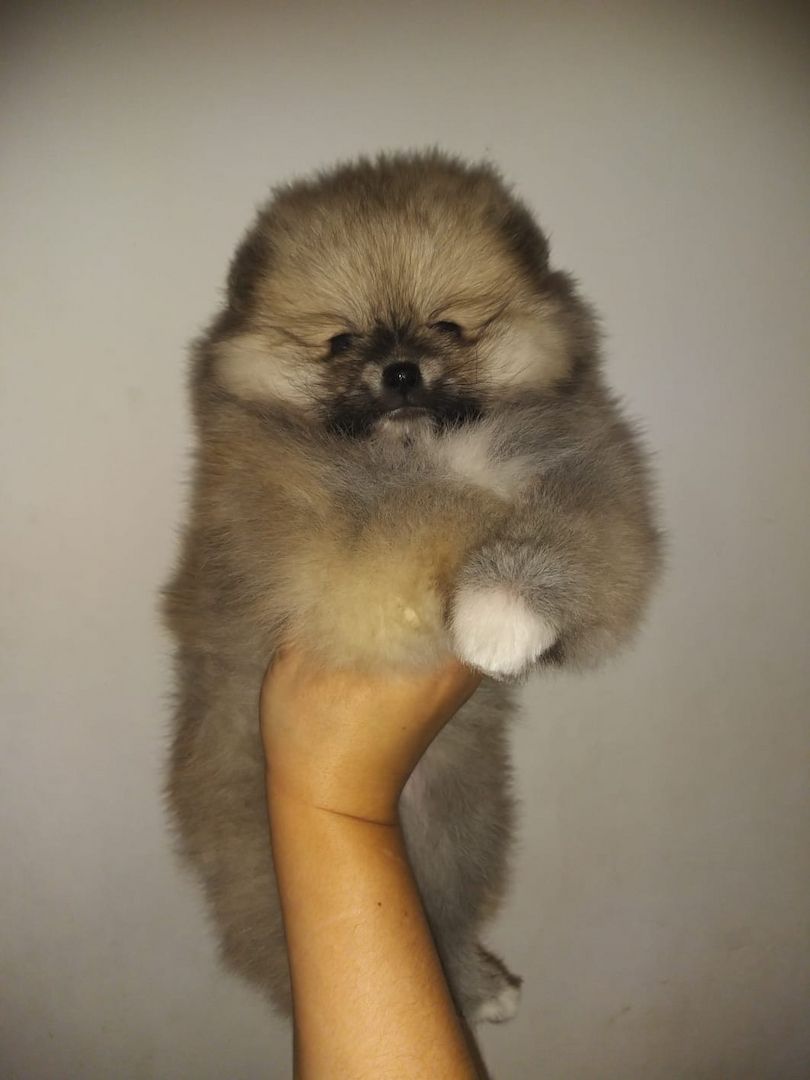 Pomeranian Zwergspitz  Welpen