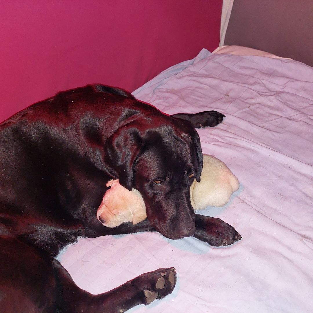 Es warten noch 3 Welpen auf ihre familien