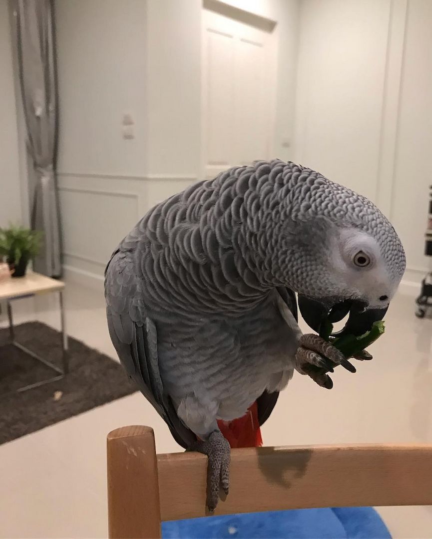 Wunderschöne afrikanisches grau handaufgezogene Papageienvögel