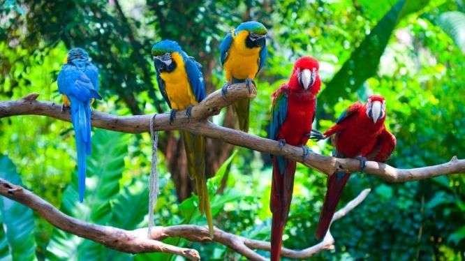 4 Arapaare 4 Arapaare