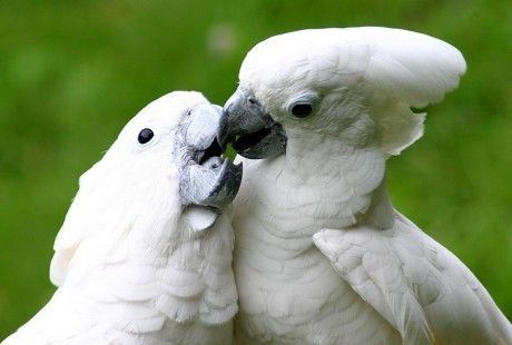 Haubenkakadu erhältlich