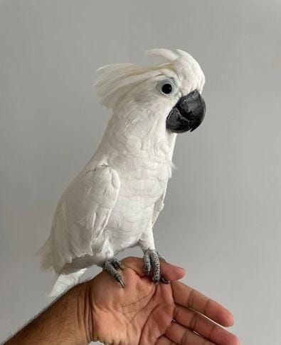 Haubenkakadu erhältlich