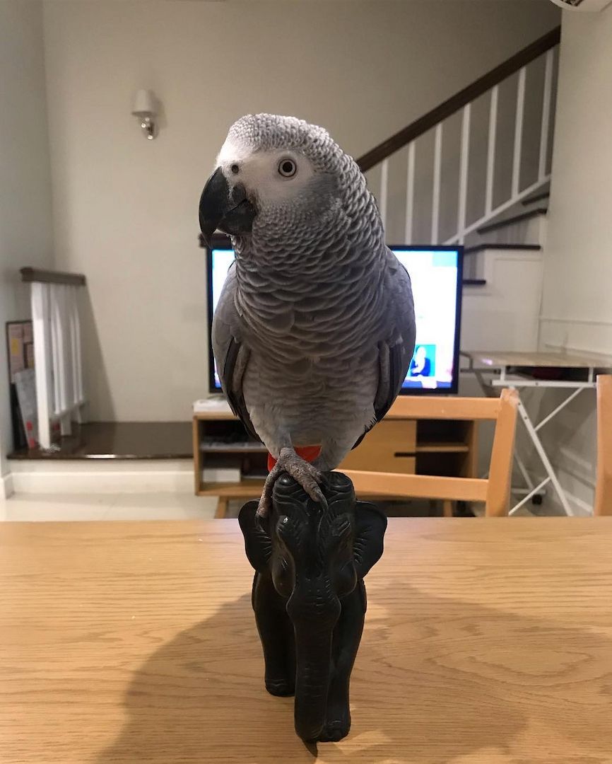 Gezähmte afrikanisches grau Papageien erhältlich