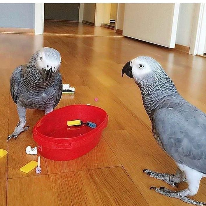 Gezähmte afrikanisches grau Papageien erhältlich