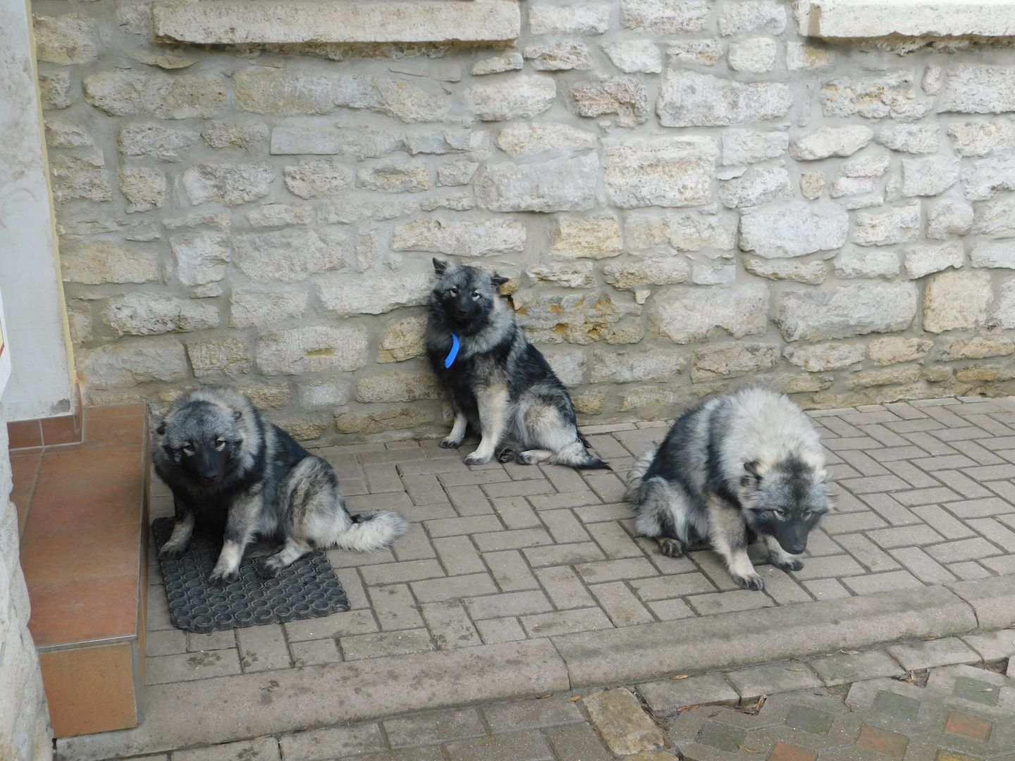 Wolfsspitze abzugeben