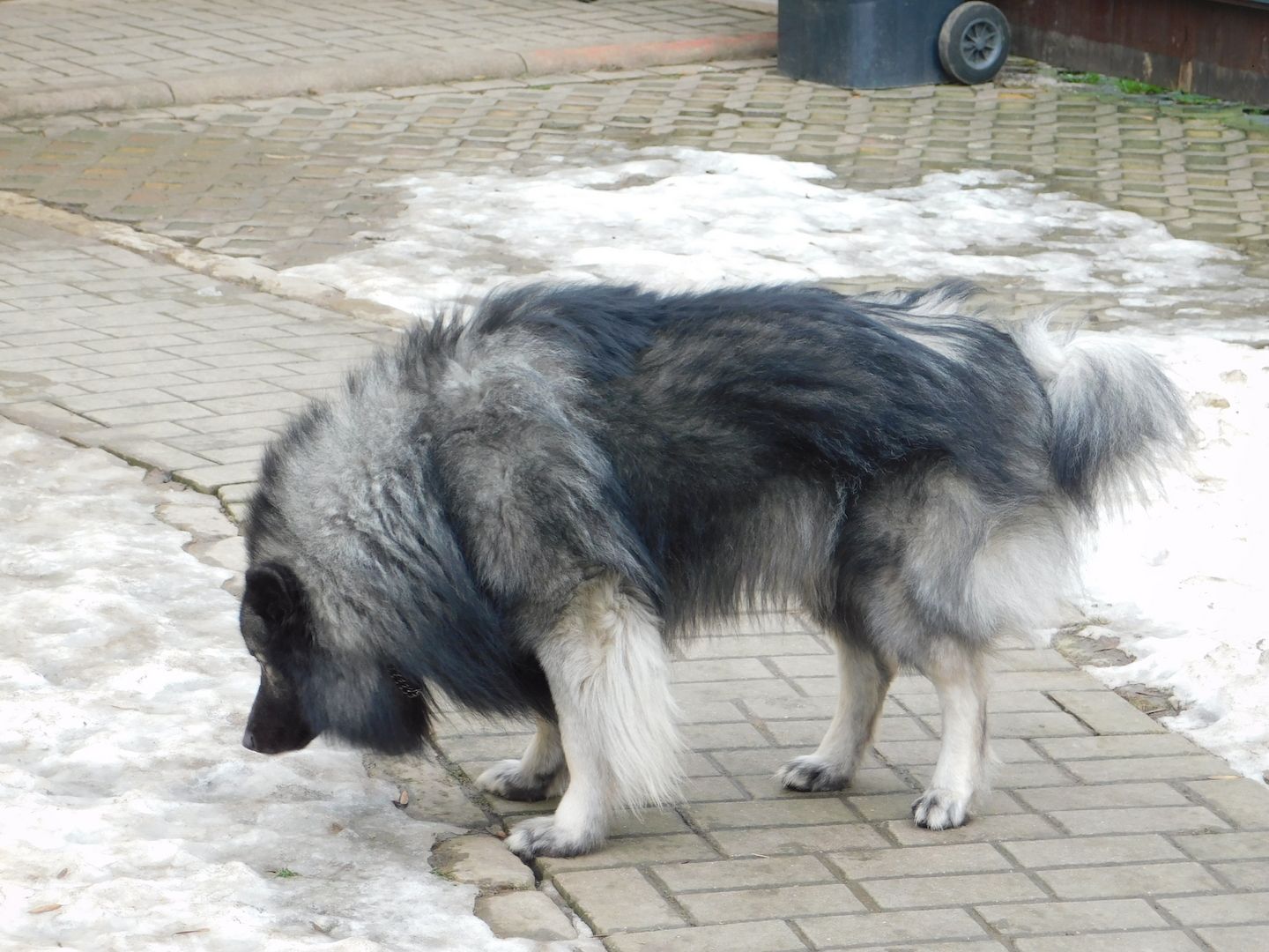Wolfsspitze abzugeben