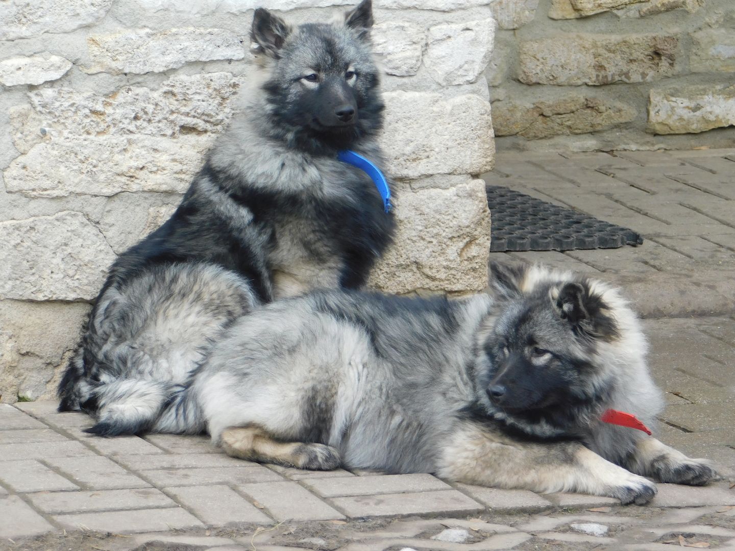 Wolfsspitze abzugeben