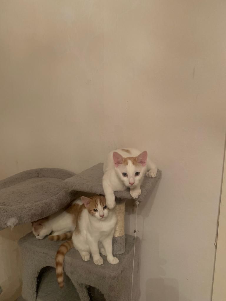 Drei Kätzchen 4 Monate alt