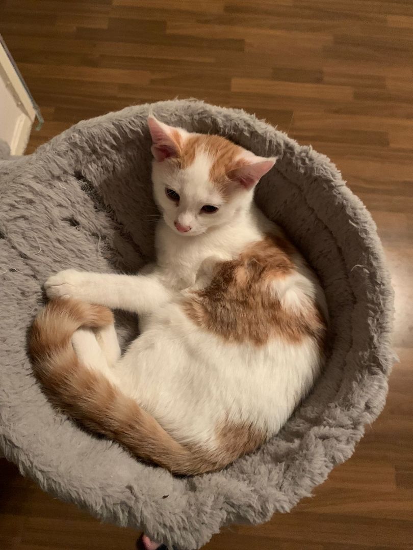 Drei Kätzchen 4 Monate alt