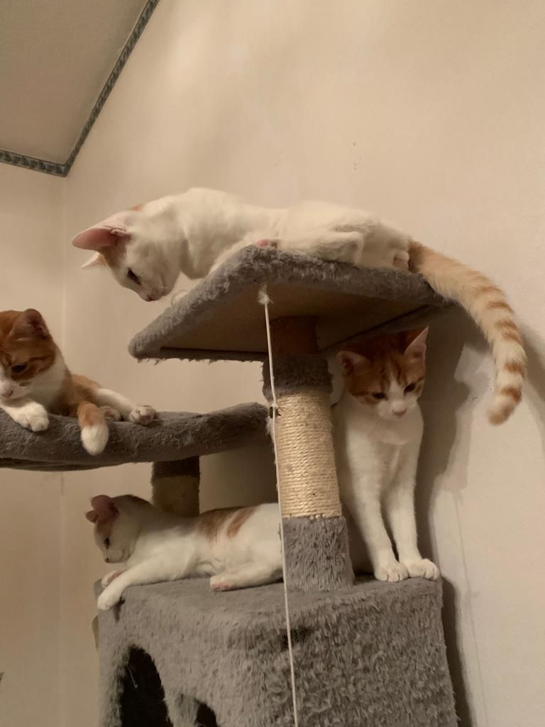 Drei Kätzchen 4 Monate alt