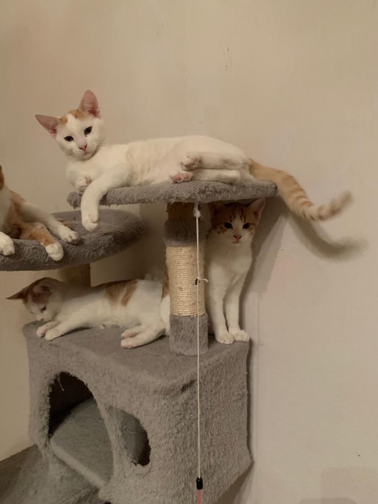 Drei Kätzchen 4 Monate alt