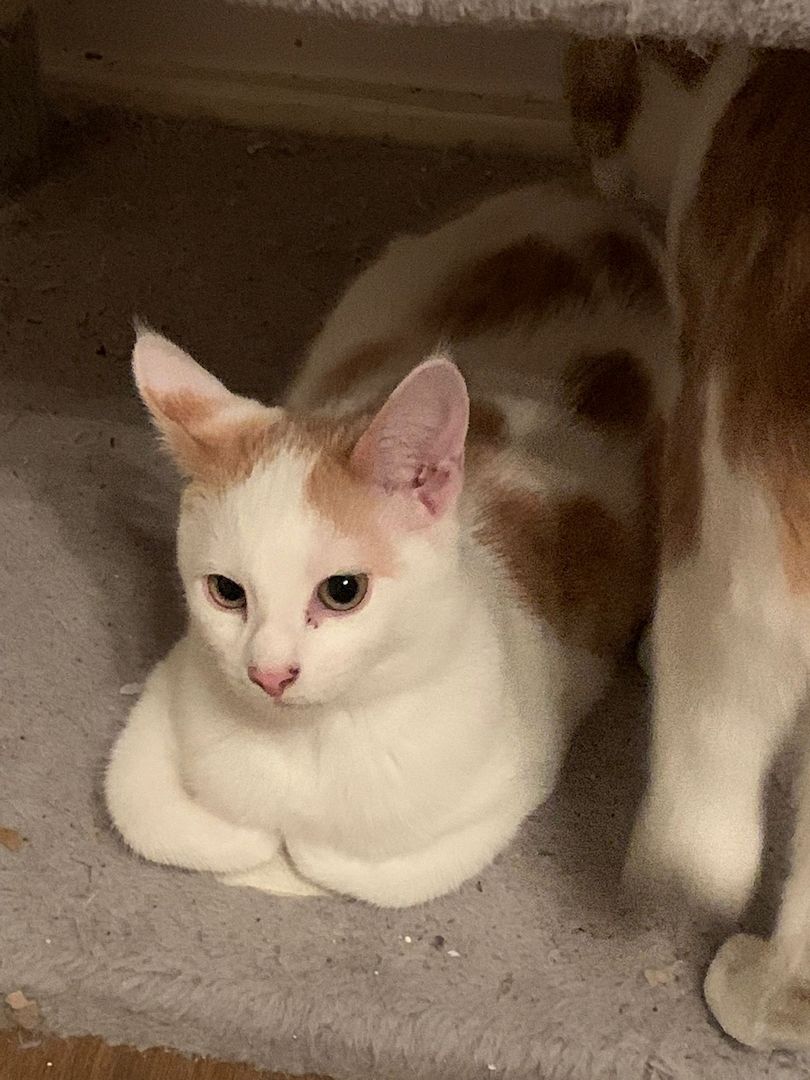 Drei Kätzchen 4 Monate alt