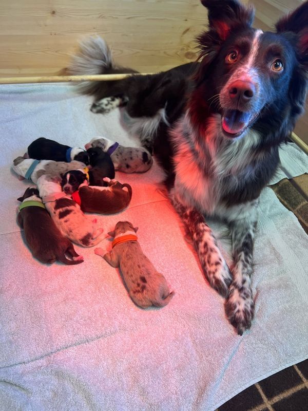 Australian Shepherd Welpen Australian Shepherd Welpen