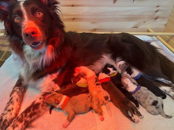 Australian Shepherd Welpen Australian Shepherd Welpen